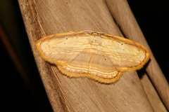Drapetodes mitaria