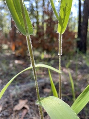 Dichanthelium ravenelii
