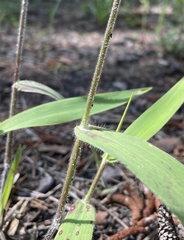 Dichanthelium ravenelii