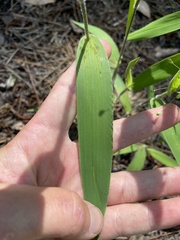 Dichanthelium ravenelii