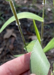 Dichanthelium ravenelii