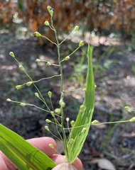 Dichanthelium ravenelii