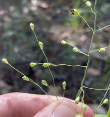 Dichanthelium ravenelii