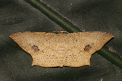 Krananda falcata