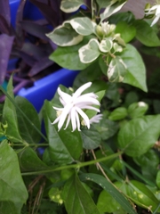 Jasminum sambac