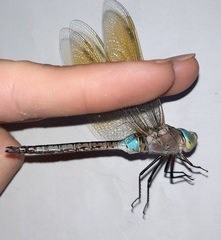 Anax parthenope
