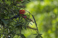 Sporophila schistacea