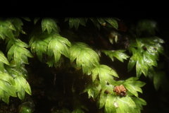 Fissidens taylorii