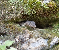 Xenosaurus platyceps