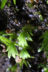 Fissidens taylorii