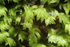 Fissidens taylorii