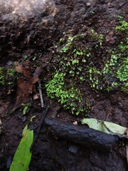 Fissidens taylorii