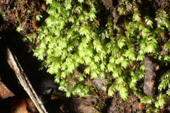 Fissidens taylorii