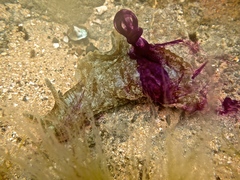 Aplysia sydneyensis