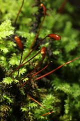 Racopilum cuspidigerum