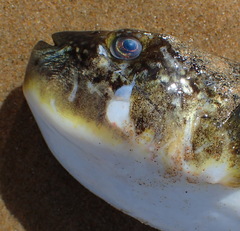 Amblyrhynchote honckenii