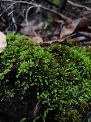 Racopilum cuspidigerum