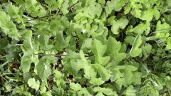 Heracleum sphondylium