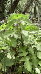 Heracleum sphondylium