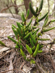 Bulbophyllum wadsworthii