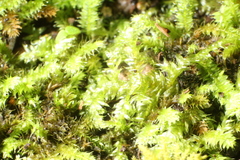 Racopilum cuspidigerum