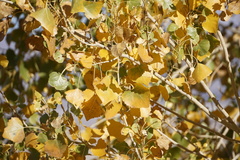 Populus fremontii fremontii