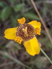 Trimezia juncifolia