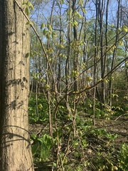 Dirca palustris