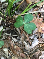 Sanicula smallii