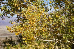 Populus fremontii fremontii