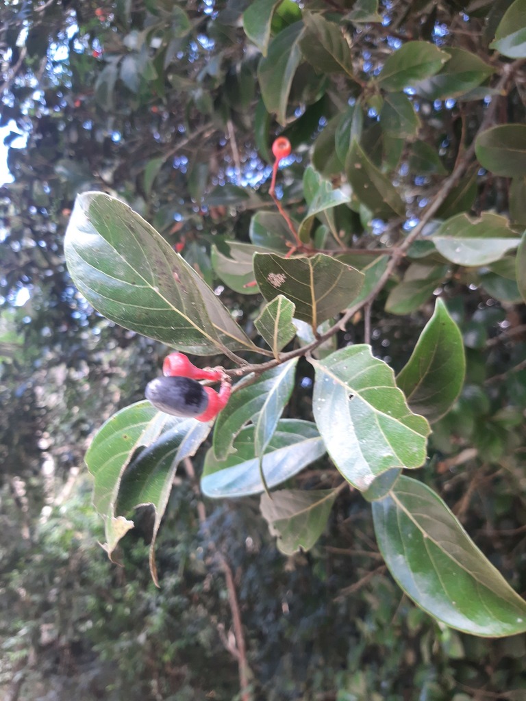 Nectandra grandiflora