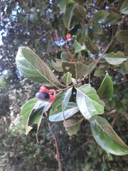 Nectandra grandiflora