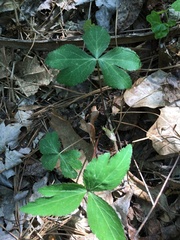 Sanicula smallii