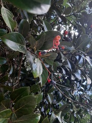 Nectandra grandiflora
