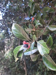 Nectandra grandiflora