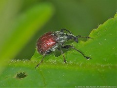 Himatolabus pubescens