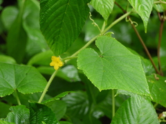 Cucumis maderaspatanus