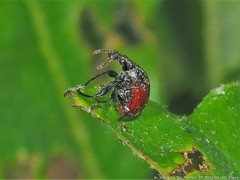 Himatolabus pubescens