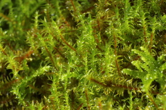 Triquetrella papillata