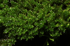 Schizymenium bryoides