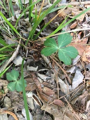Sanicula smallii