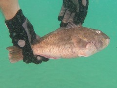 Sparisoma choati