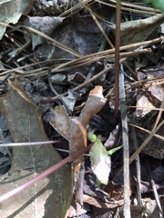 Sanicula smallii