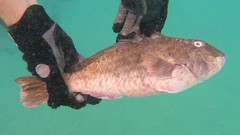 Sparisoma choati