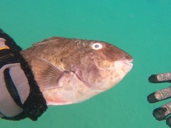 Sparisoma choati