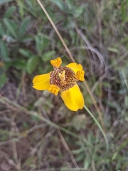 Trimezia juncifolia