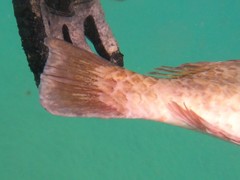 Sparisoma choati