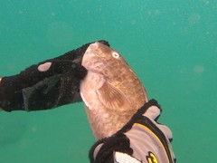 Sparisoma choati