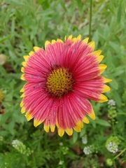 Gaillardia pulchella image