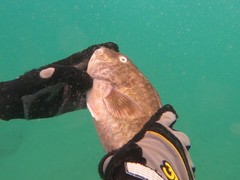 Sparisoma choati